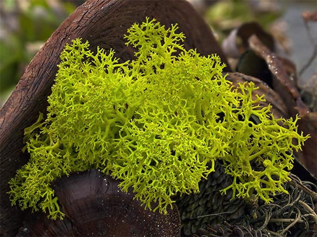 Cladonia stellaris (door Bart Horvers)