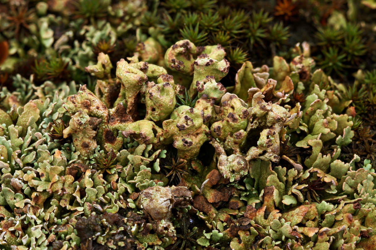 Cladonia strepsilis (door Klaas van der Veen)