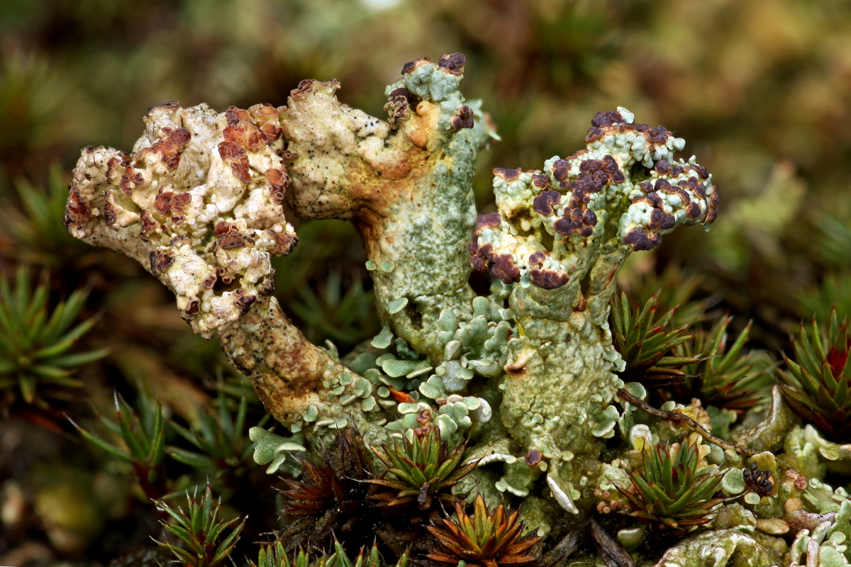 Cladonia strepsilis (door Klaas van der Veen)