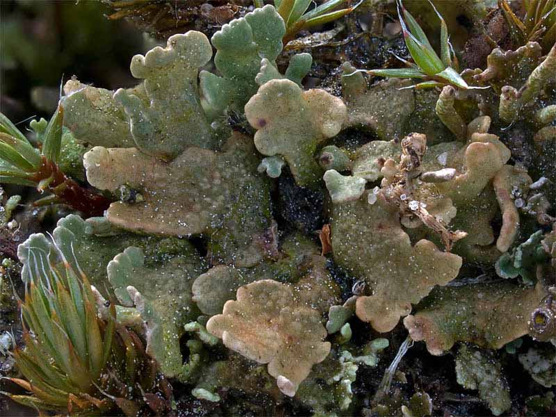 Cladonia strepsilis (door Bart Horvers)