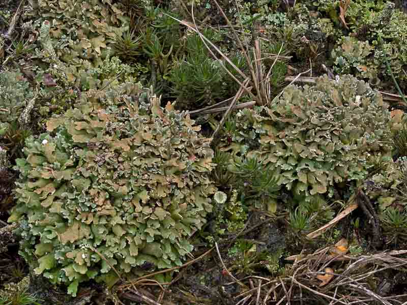 Cladonia strepsilis (door Bart Horvers)