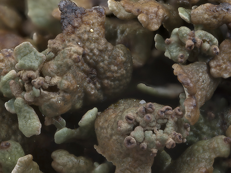 Cladonia strepsilis (door Bart Horvers)