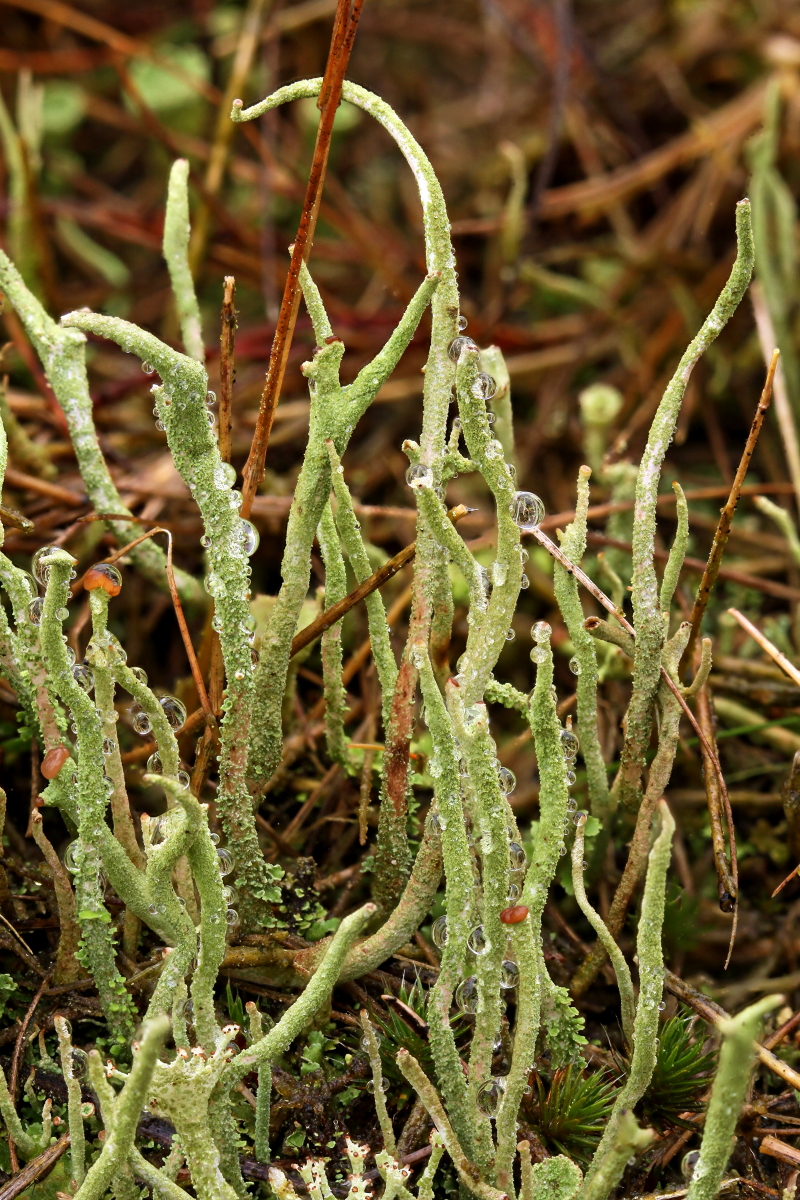 Cladonia subulata (door Klaas van der Veen)