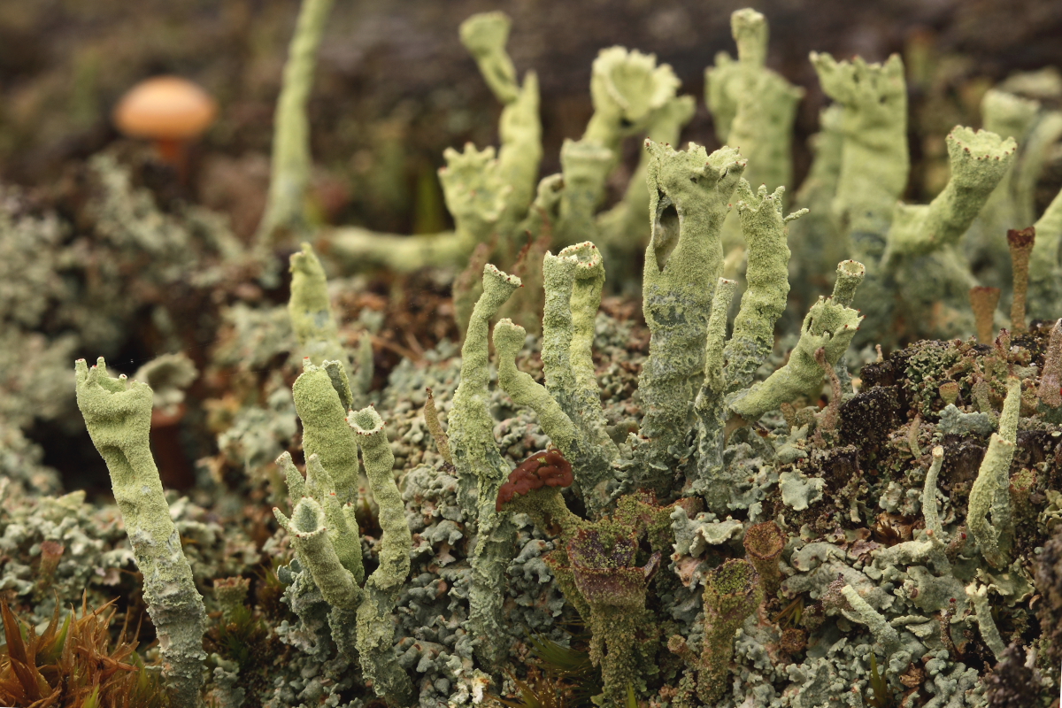 Cladonia sulphurina (door Klaas van der Veen)