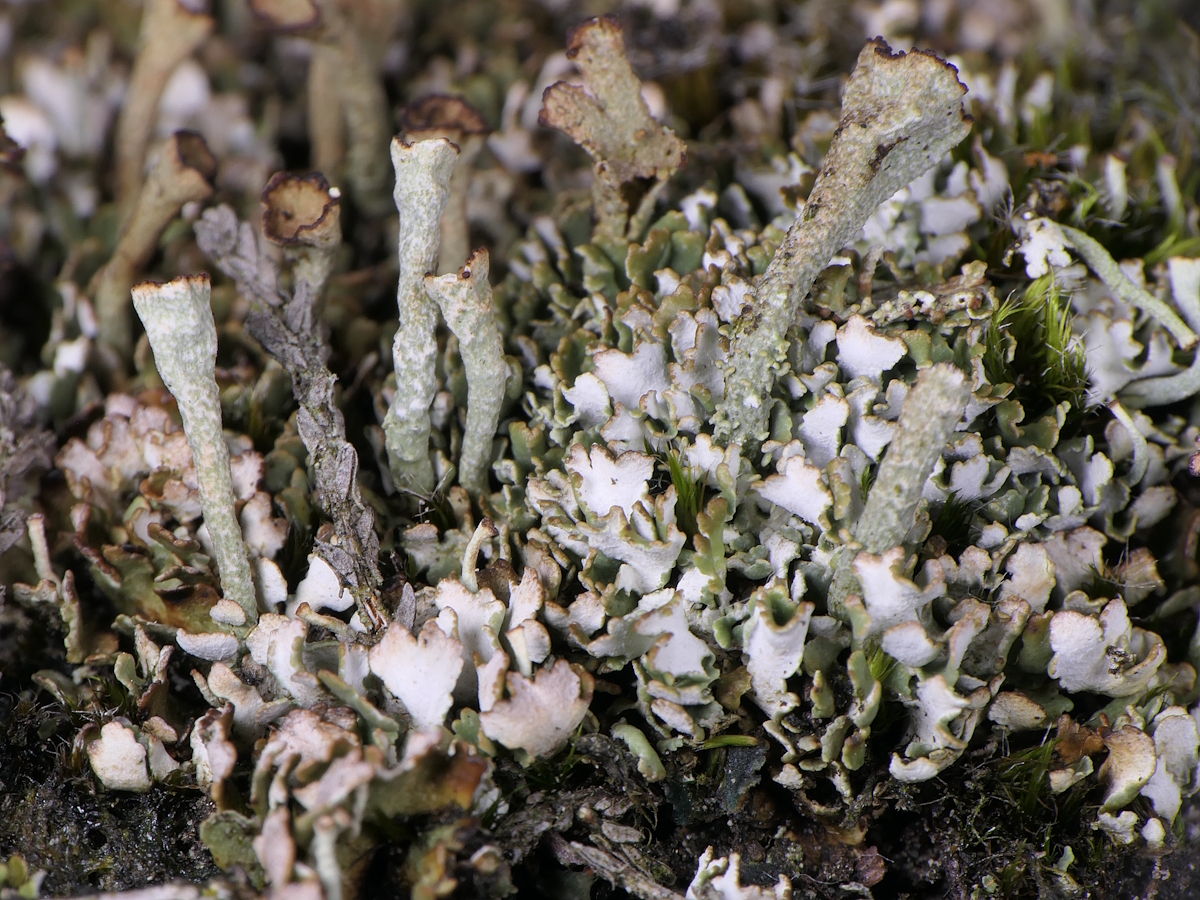 Cladonia teuvoana (door Henk-Jan van der Kolk)