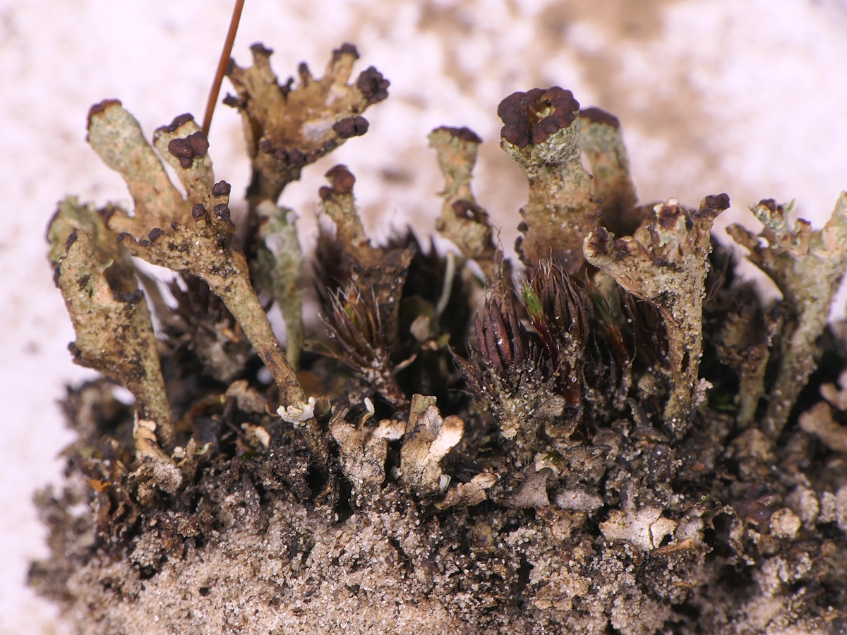 Cladonia teuvoana (door Henk-Jan van der Kolk)