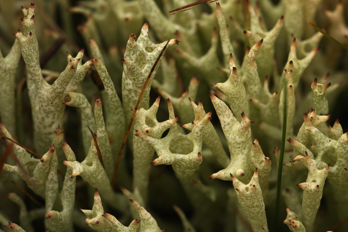 Cladonia uncialis (door Klaas van der Veen)