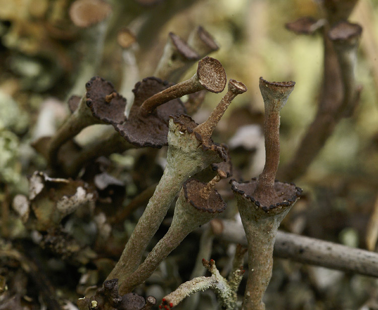 Cladonia verticillata (door Ron Poot)