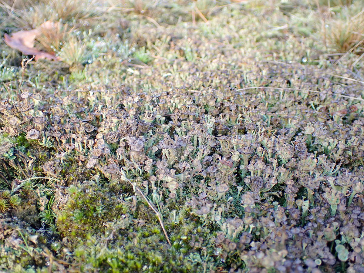 Cladonia verticillata (door Arne van Wingerden)