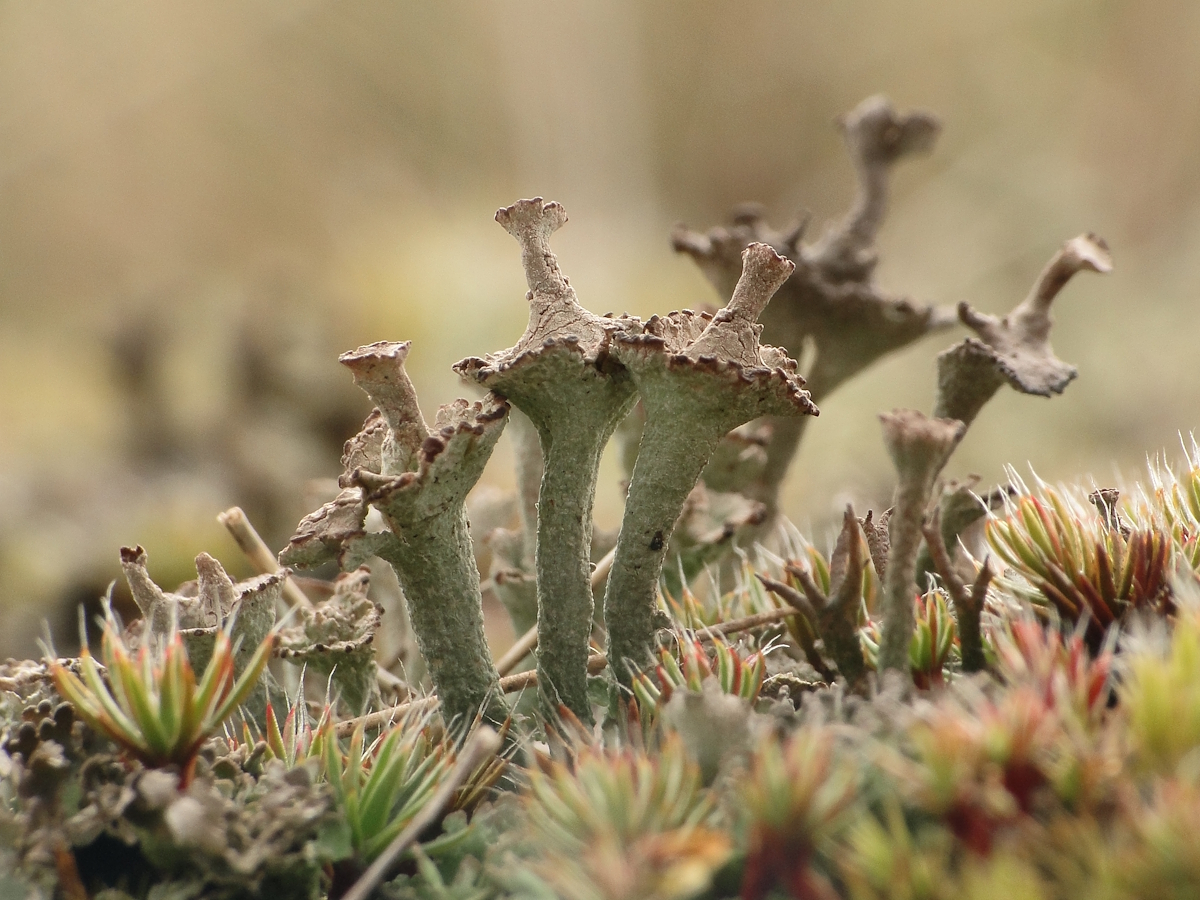 Cladonia verticillata (door Henk-Jan van der Kolk)