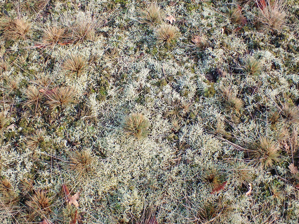 Cladonia zopfii (door Arne van Wingerden)