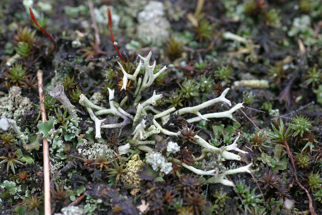 Cladonia zopfii (door Christophe Brochard)