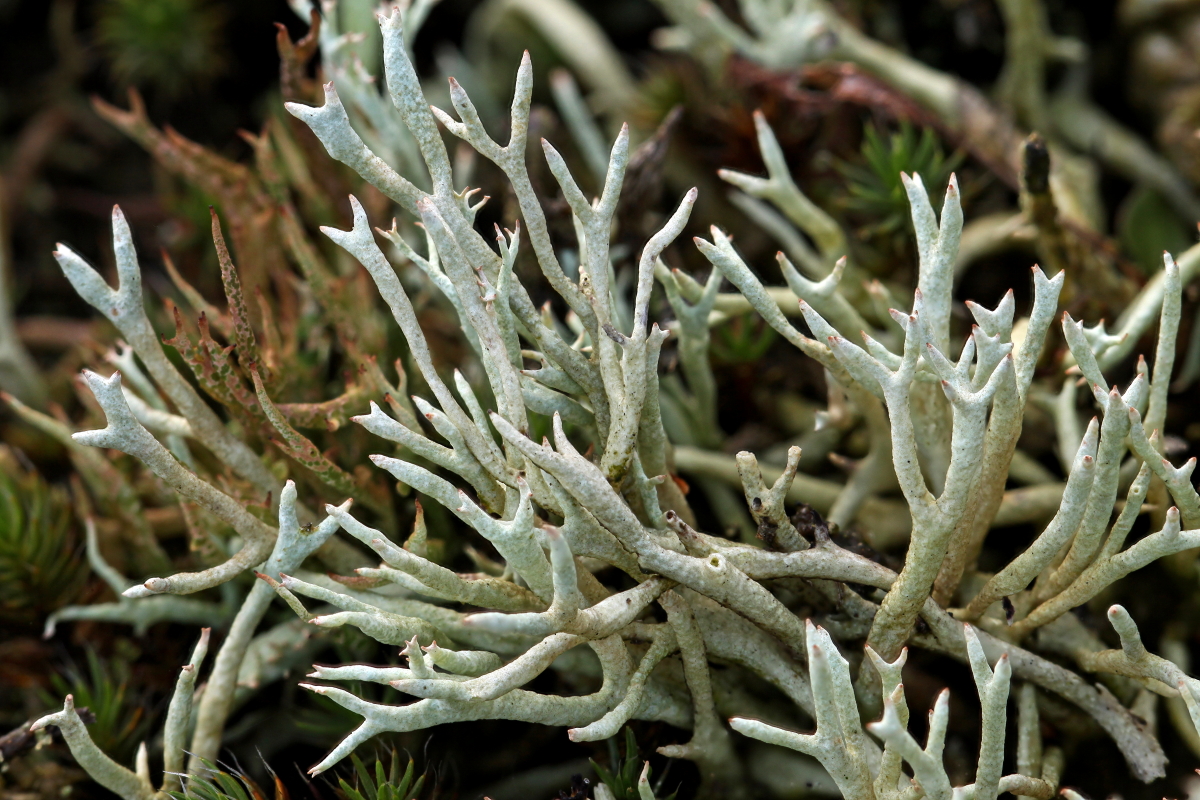 Cladonia zopfii (door Klaas van der Veen)