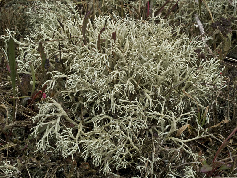 Cladonia arbuscula (door Bart Horvers)