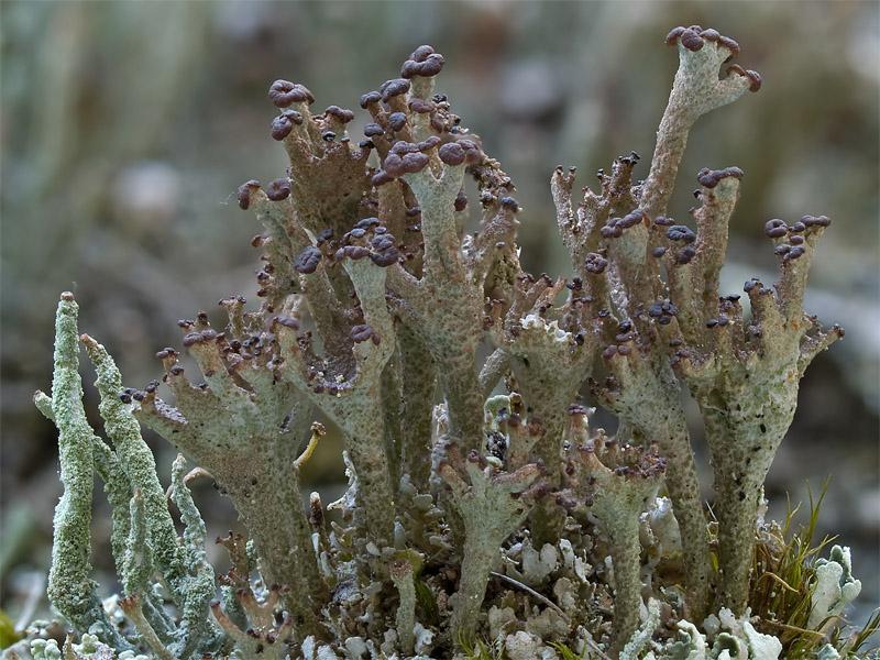Cladonia ramulosa (door Bart Horvers)