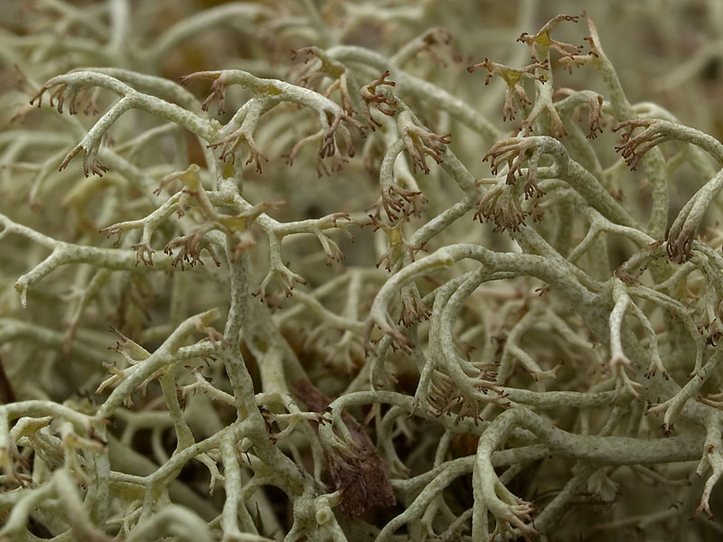 Cladonia ciliata (door Bart Horvers)