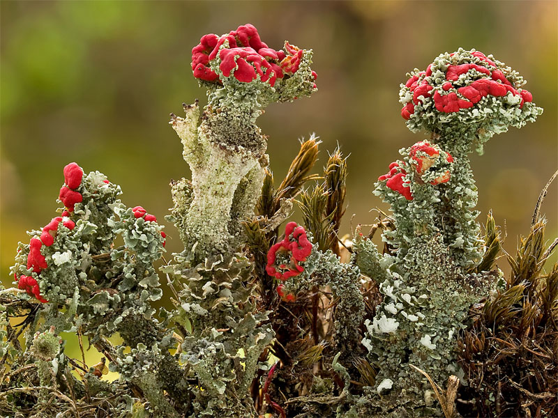 Cladonia coccifera (door Bart Horvers)