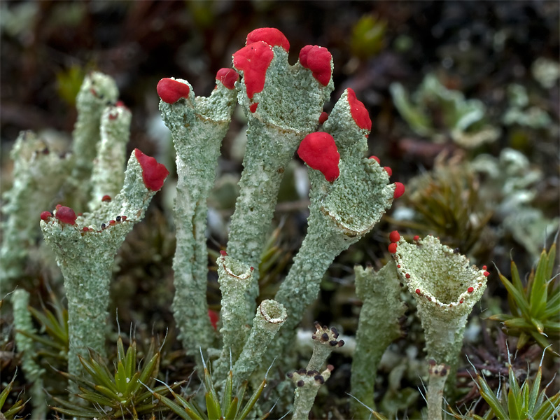 Cladonia coccifera (door Bart Horvers)