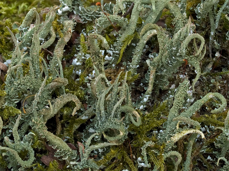 Cladonia coniocraea (door Bart Horvers)