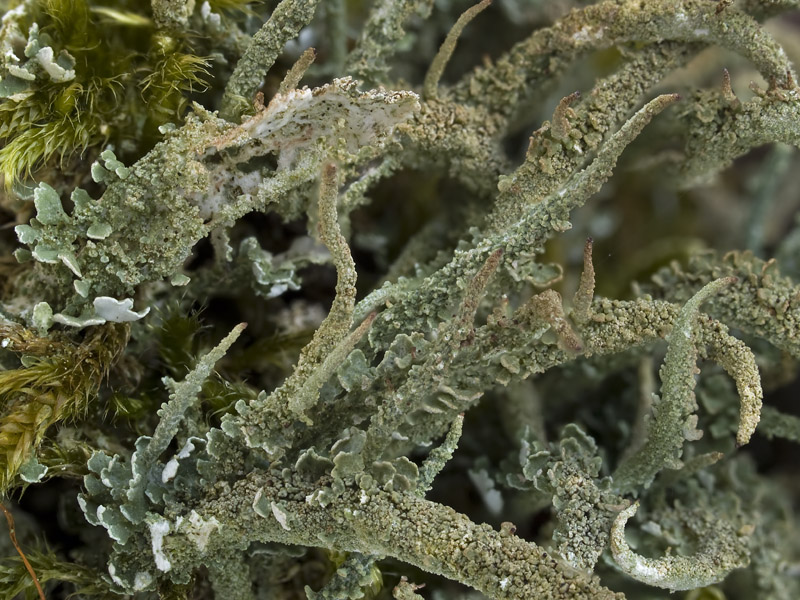 Cladonia coniocraea (door Bart Horvers)