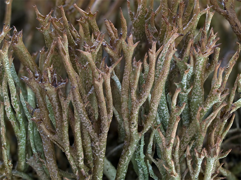 Cladonia crispata (door Bart Horvers)