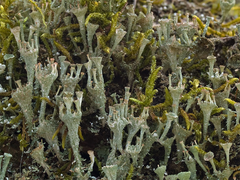 Cladonia chlorophaea (door Bart Horvers)