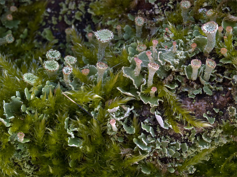 Cladonia fimbriata (door Bart Horvers)