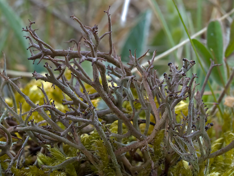 Cladonia furcata (door Bart Horvers)