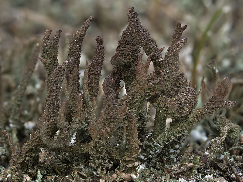 Cladonia glauca (door Bart Horvers)