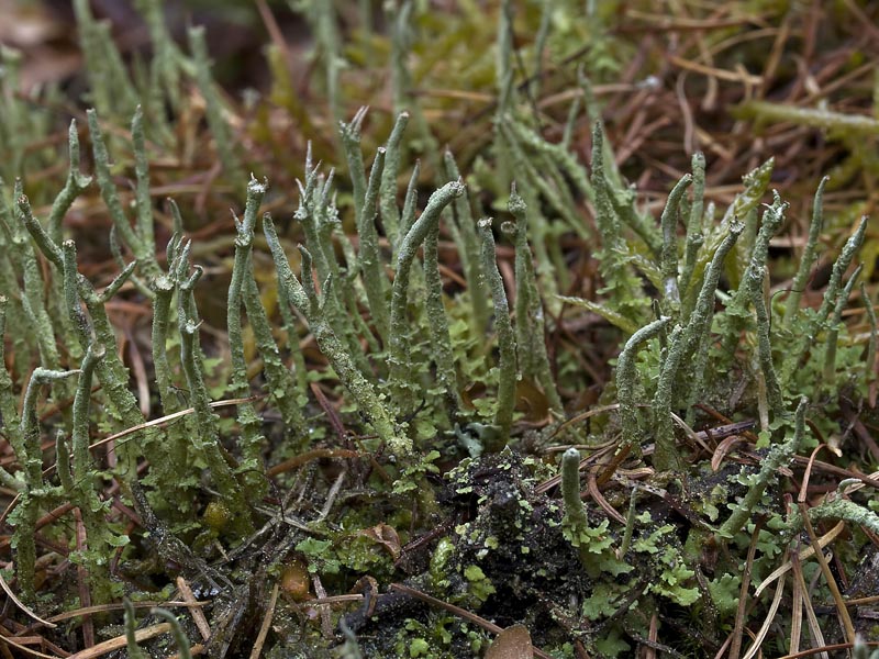 Cladonia gracilis (door Bart Horvers)