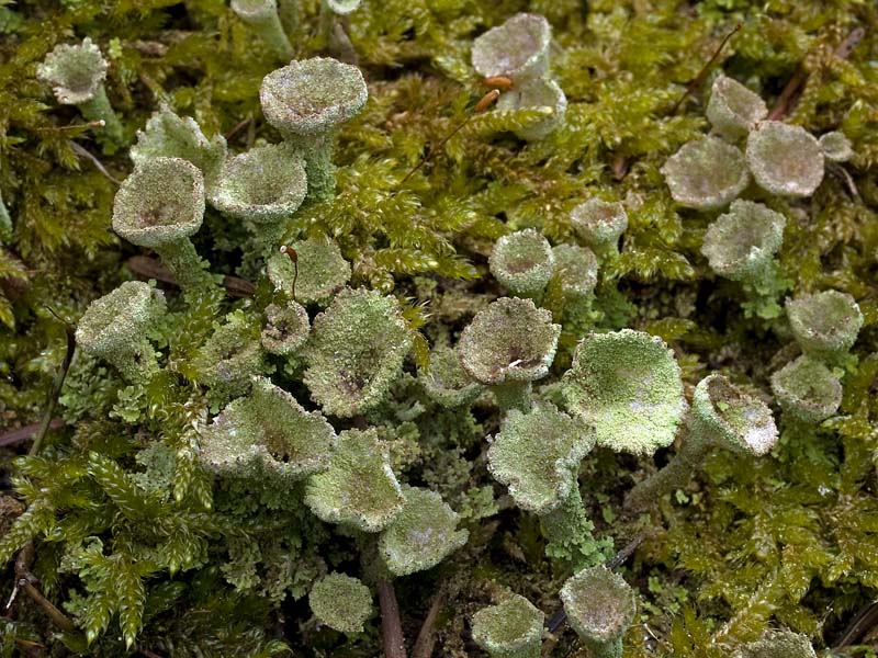 Cladonia grayi (door Bart Horvers)