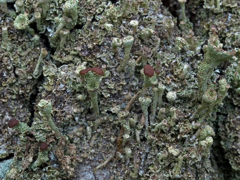 Cladonia grayi (door Bart Horvers)