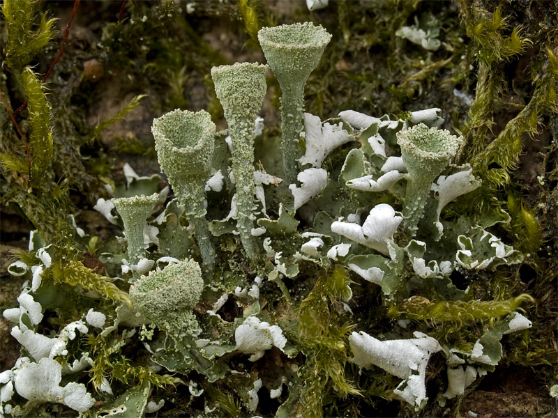 Cladonia humilis (door Bart Horvers)