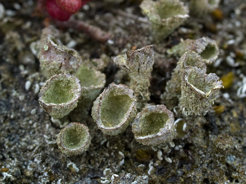 Cladonia humilis (door Bart Horvers)