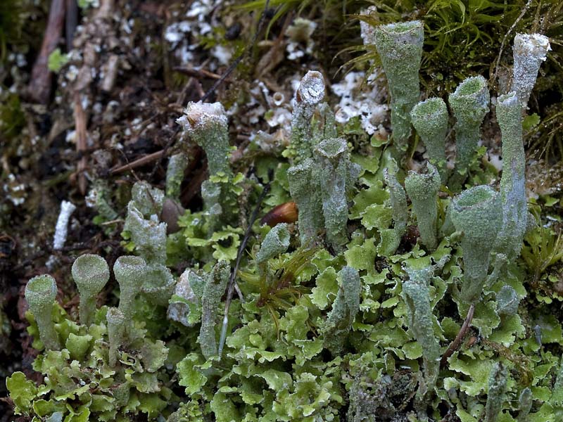 Cladonia humilis (door Bart Horvers)