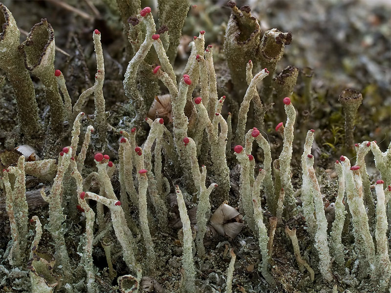 Cladonia macilenta (door Bart Horvers)