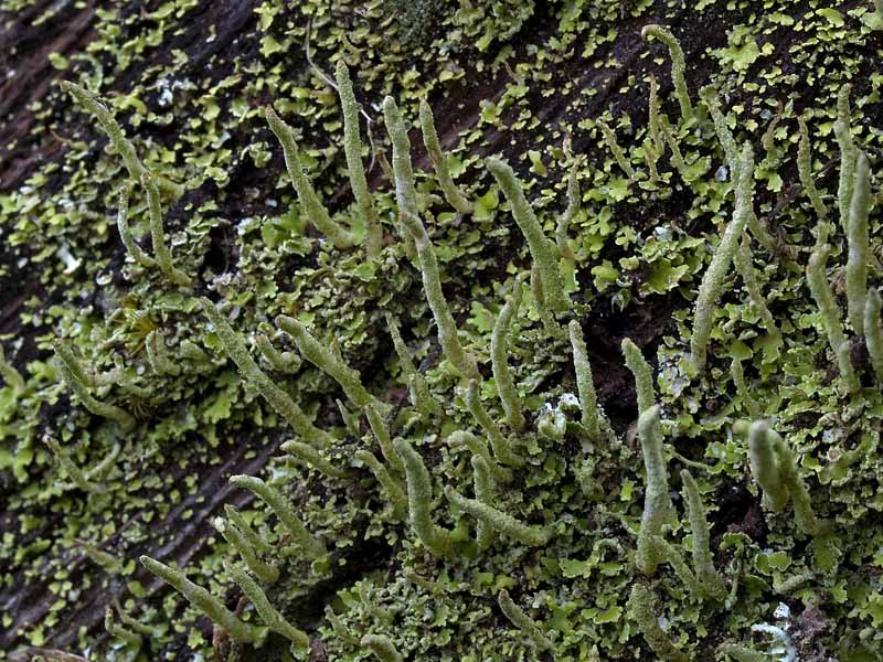 Cladonia coniocraea (door Bart Horvers)
