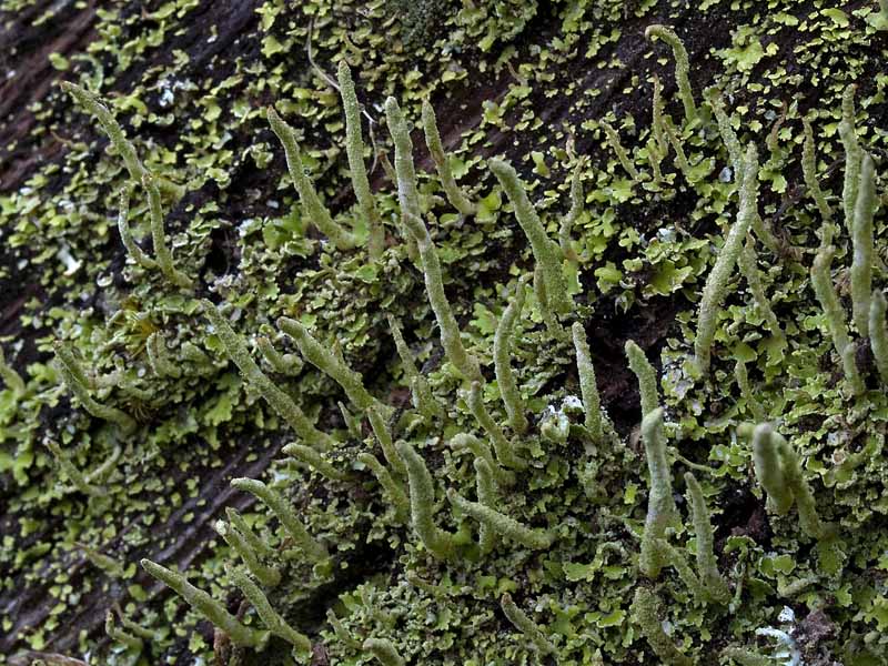 Cladonia coniocraea (door Bart Horvers)