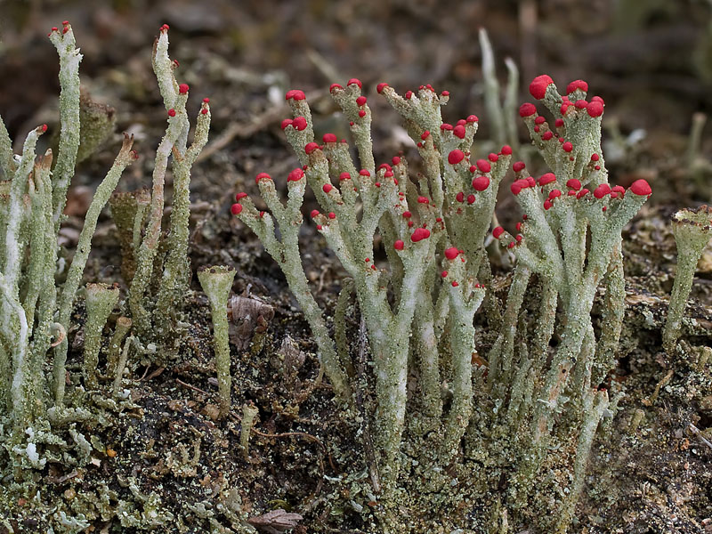 Cladonia macilenta (door Bart Horvers)