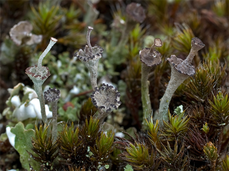 Cladonia pulvinata (door Bart Horvers)