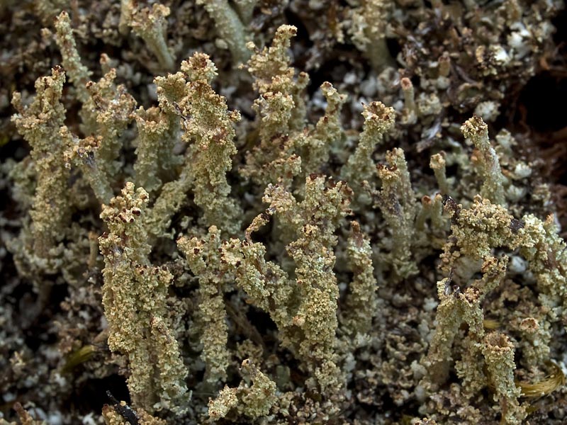 Cladonia ramulosa (door Bart Horvers)