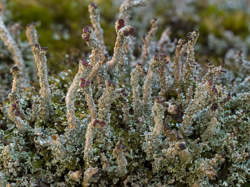Cladonia ramulosa (door Bart Horvers)