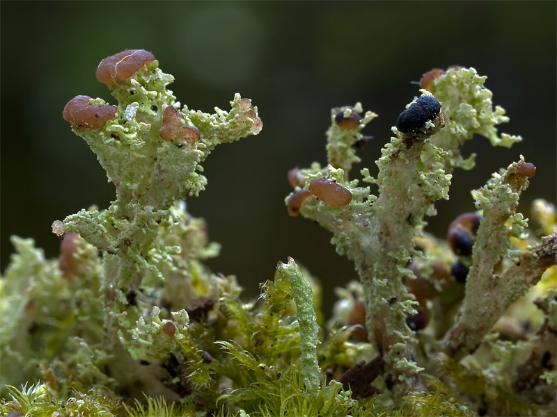 Cladonia ramulosa (door Bart Horvers)