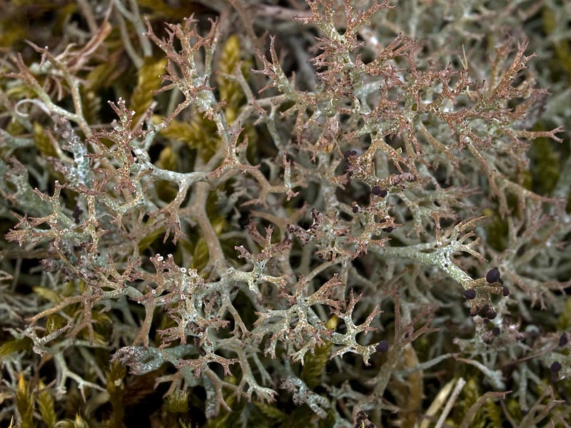 Cladonia rangiformis (door Bart Horvers)