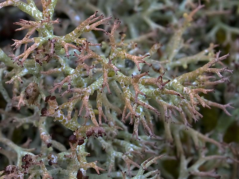 Cladonia rangiformis (door Bart Horvers)