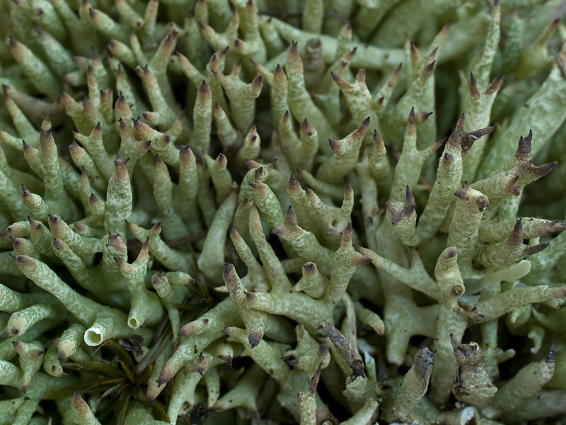 Cladonia uncialis (door Bart Horvers)