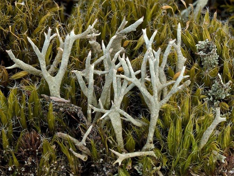 Cladonia zopfii (door Bart Horvers)