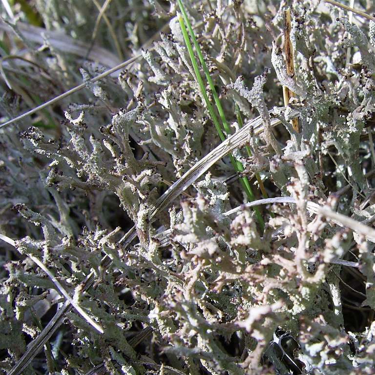 Cladonia scabriuscula (door Henk Timmerman)