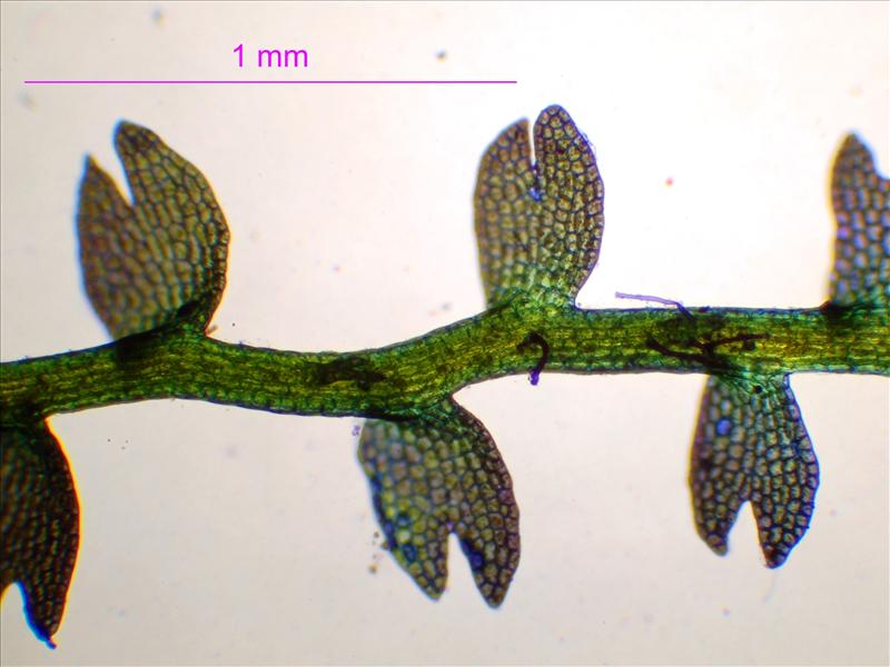 Cladopodiella fluitans (door Rudi Zielman)