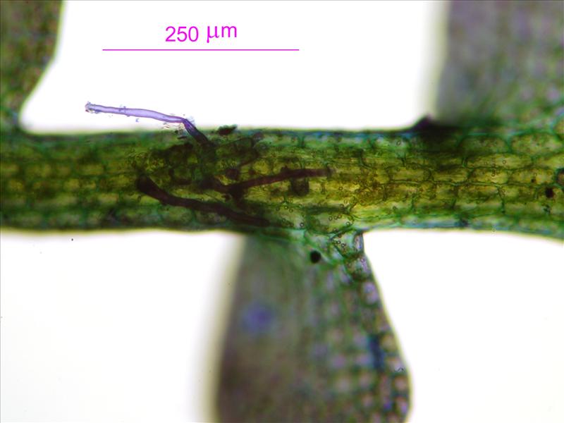 Cladopodiella fluitans (door Rudi Zielman)